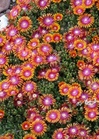 Delosperma 'P001S', Fire Spinner